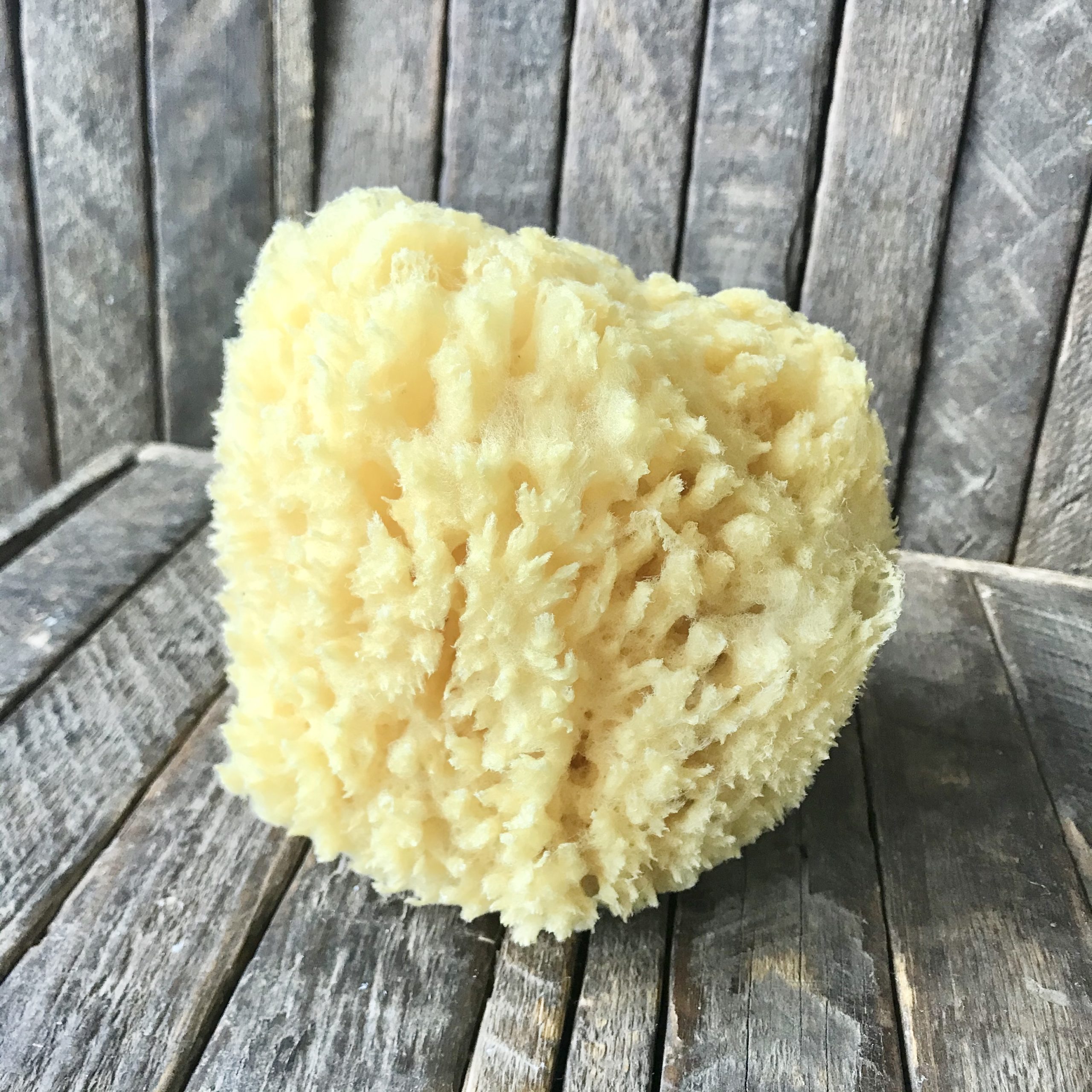 Grass Sea Sponge